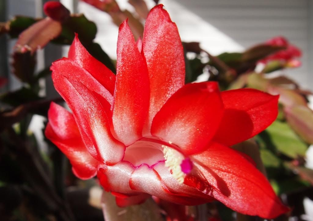 TS_Christmas Cactus.jpg picture by comp-wizard