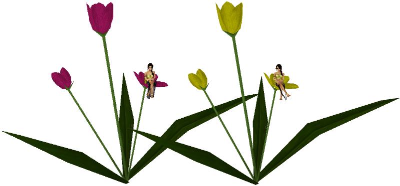 Pixie Tulips