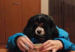 Dog eating pringles photo 10b Pringles_zpskkt2iult.gif