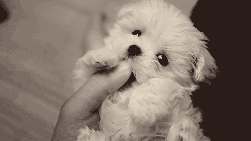 adorable poodle puppy photo 1b Poodles_zpspya7ovje.gif