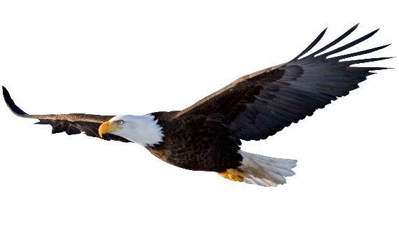  photo Flying-Eagle-PNG-File_zps7tbdwino.png