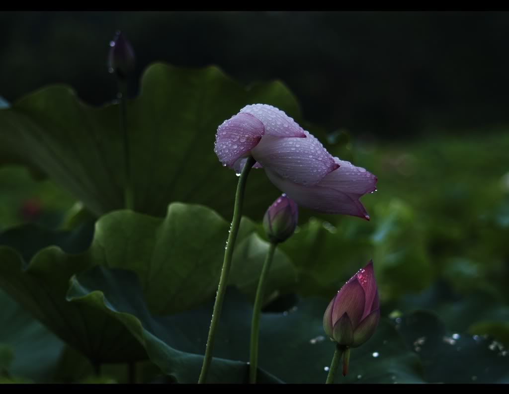 Rain lotus