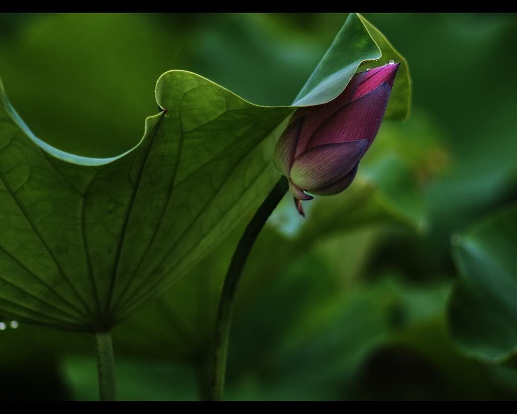Rain lotus