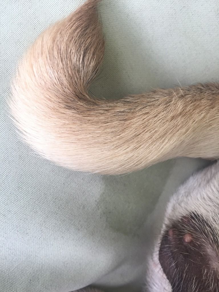 Pimples on dogs vulva