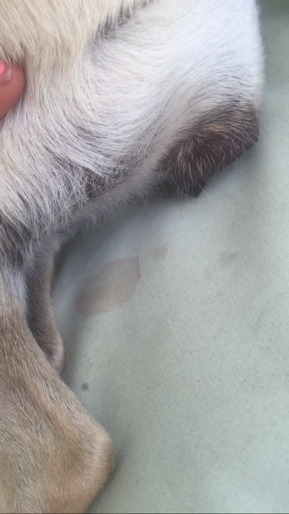 Dog constantly licking vulva after heat