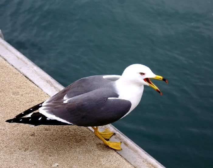 Cruise Departing